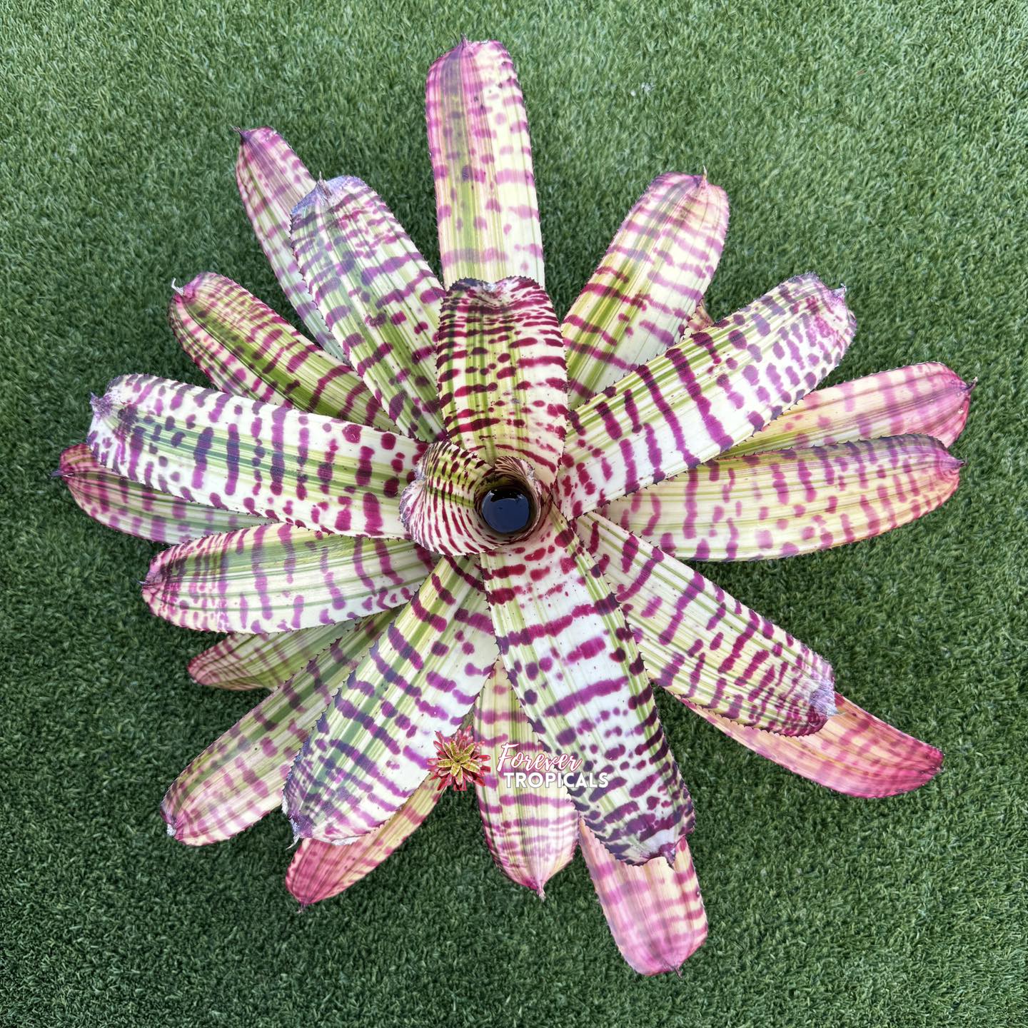 Featured rare bromeliad