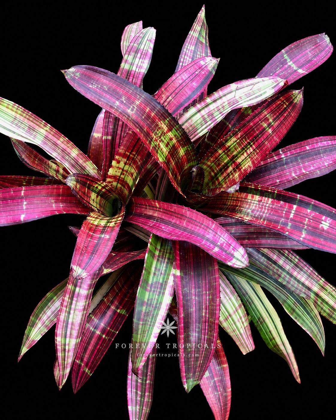 ブロメリア・エアープランツ Neoregelia Highlander Albo Neoregelia 'Highlander' - Forever Tropicals