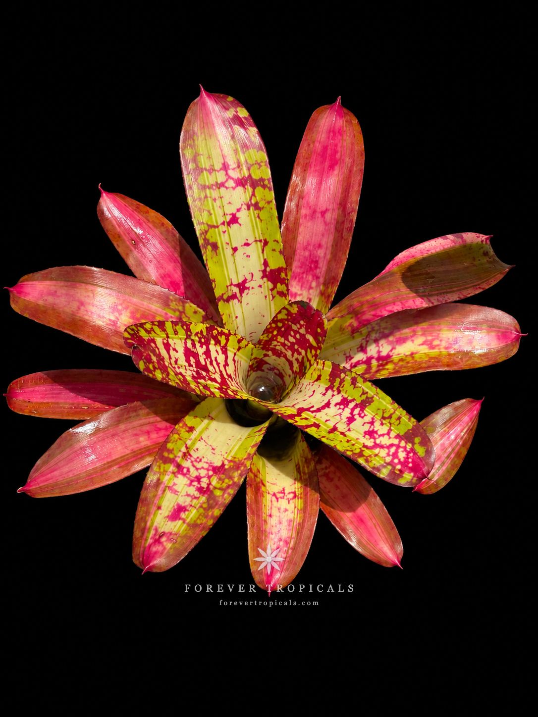 Neoregelia 'Monkey Boy x Sea Lion' - Forever Tropicals